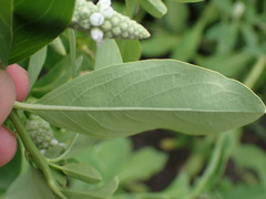 Sphenoclea zeylanica