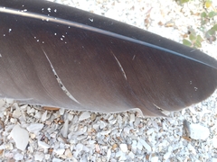 Coragyps atratus