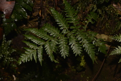 Diplazium melanochlamys