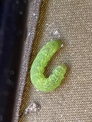 Phlogophora meticulosa