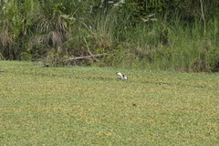 Hydrophasianus chirurgus