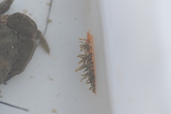 Spurilla neapolitana