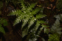 Diplazium melanochlamys