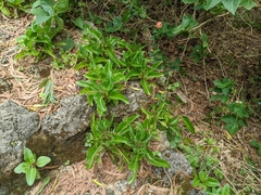 Kalanchoe integra