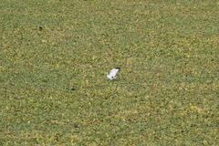 Hydrophasianus chirurgus