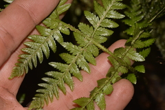 Diplazium melanochlamys