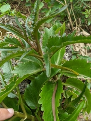 Kalanchoe integra