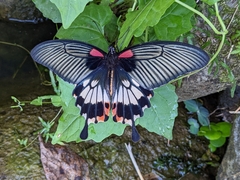 Papilio memnon heronus