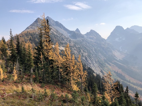 Subalpine larch (Larix lyallii)