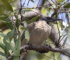Philemon corniculatus