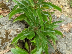 Kalanchoe integra