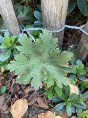 Geranium macrorrhizum