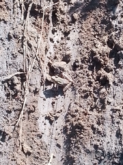 Lithobates brownorum