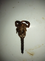 Vaejovis carolinianus