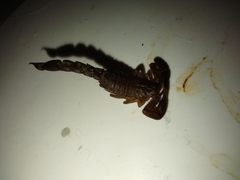 Vaejovis carolinianus