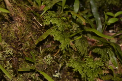 Hymenophyllum multifidum