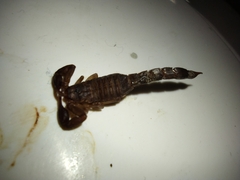 Vaejovis carolinianus