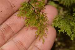 Hymenophyllum multifidum