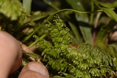 Hymenophyllum multifidum