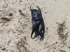 Rostroraja eglanteria