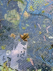 Pelophylax fukienensis