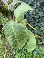 Phytolacca
