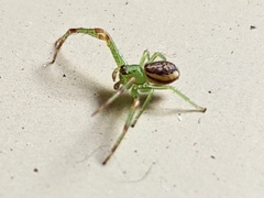 Diaea dorsata