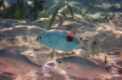 Caranx sexfasciatus