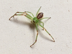 Diaea dorsata