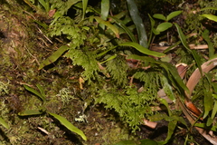 Hymenophyllum multifidum