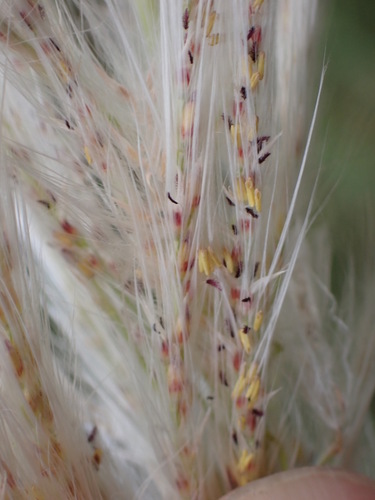 Saccharum spontaneum
