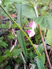 Scutellaria racemosa