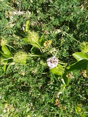 Passiflora ciliata