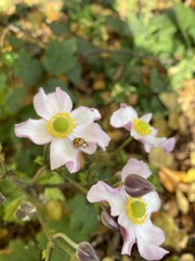 Eriocapitella hupehensis