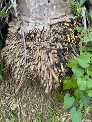 Arecoideae