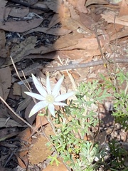 Actinotus helianthi