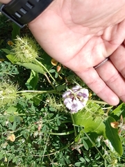 Passiflora ciliata