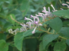 Buddleja lindleyana