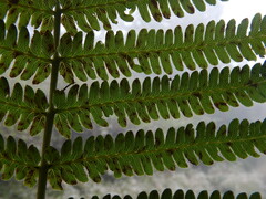 Amauropelta heteroptera
