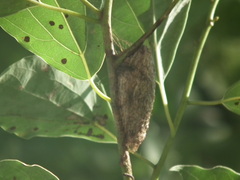 Saturnia pyretorum