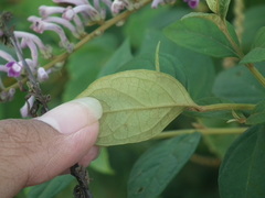 Buddleja lindleyana