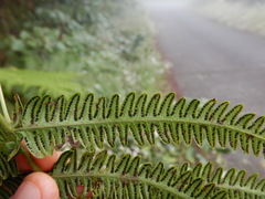 Amauropelta heteroptera