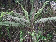Amauropelta heteroptera