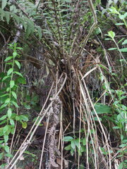 Amauropelta heteroptera