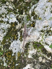 Anolis