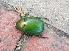 Anomala rubripes virescens