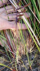 Schoenus brevifolius