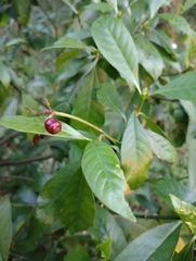 Psychotria carthagenensis