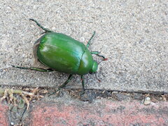 Anomala rubripes virescens