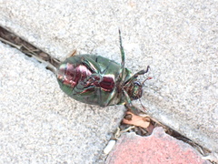 Anomala rubripes virescens